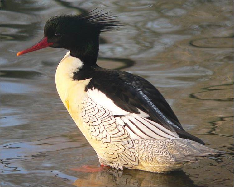 호사비오리(Mergus squamatus)